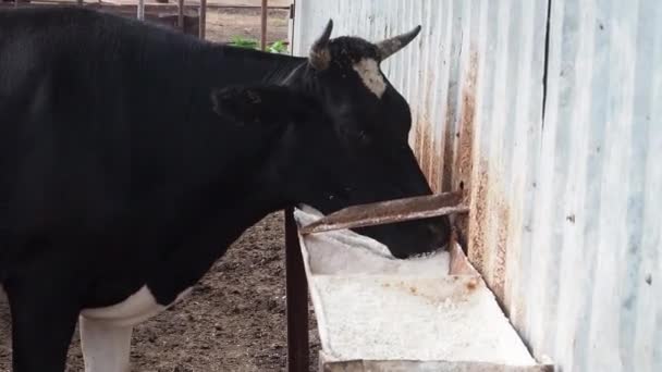 Indústria agrícola, agricultura e pecuária conceito - rebanho de vacas comendo feno em galpão na fazenda leiteira. — Vídeo de Stock