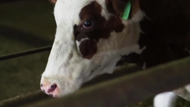 Zemědělský průmysl, zemědělství a živočišná výroba - stádo krav, které jedí seno v kravíně na dojnicích. — Stock video