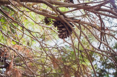 bir ağacın mavi gökyüzü karşı çıplak dalları yakın çekim.