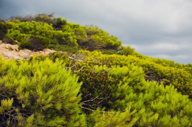 Yaz aylarında bir çam ormanı. Doğa'nın yakınında.