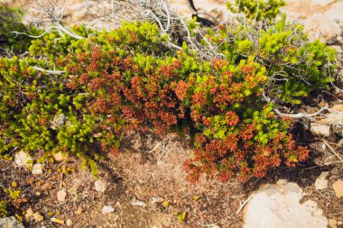 Şube üzerinde oturan ve üvez meyveleri yemekten kuş fieldfare.