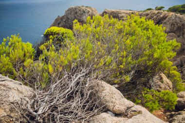 Çiğ bir taş çatı büyüyen bitkilerle bahçedeki.