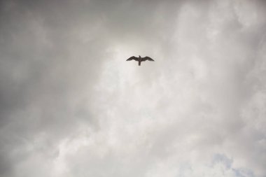 Açık mavi gökyüzü ve güneş ışığını uçan martı.