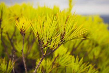 Çiğ bir taş çatı büyüyen bitkilerle bahçedeki.