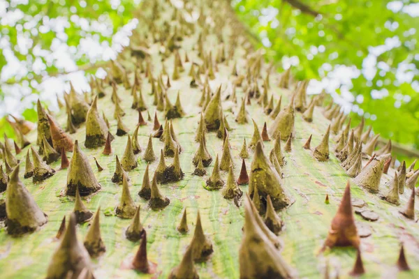 Close up shot an exotic Ravenna tree green trunk covered with brown spikes needles pattern, texture summer, tropics background, wallpaper.