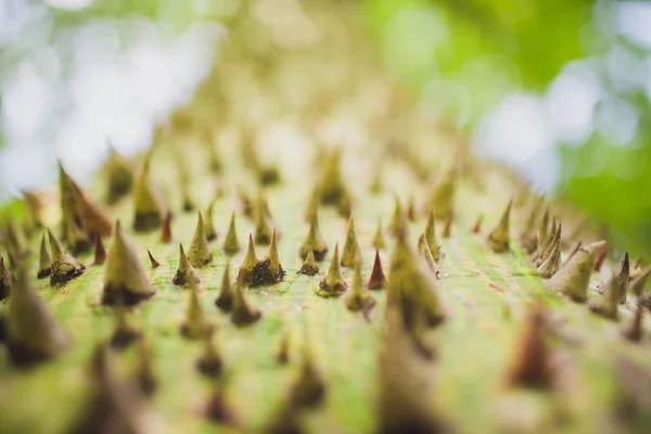 Close up shot an exotic Ravenna tree green trunk covered with brown spikes needles pattern, texture summer, tropics background, wallpaper.