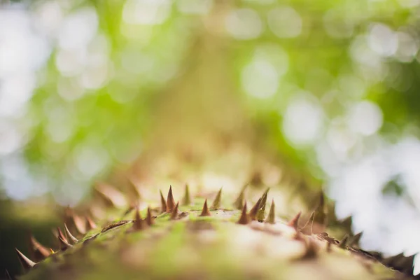 Primer plano disparó un exótico árbol de Ravenna tronco verde cubierto con púas marrón patrón agujas, textura verano, fondo trópico, fondo de pantalla . — Foto de Stock