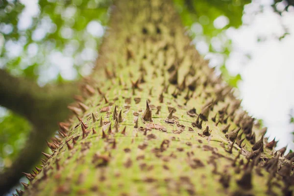 Close up shot an exotic Ravenna tree green trunk covered with brown spikes needles pattern, texture summer, tropics background, wallpaper.