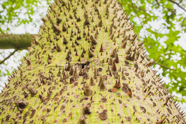 Κοντινό πλάνο ένα εξωτικό κορμός δέντρο πράσινο Ραβέννα καλύπτεται με καφέ αιχμές βελόνες μοτίβο, υφή καλοκαίρι, τροπικές φόντου, ταπετσαρία. — Φωτογραφία Αρχείου