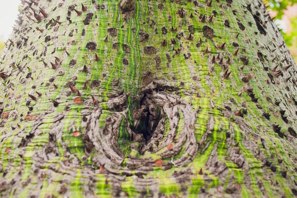 Nära upp skott en exotisk Ravenna grön trädstam täckt med brun spikar nålar mönster, konsistens sommaren, tropikerna bakgrund, tapeter. — Stockfoto