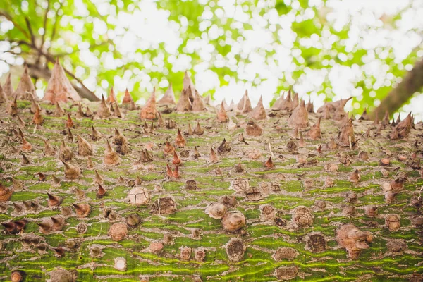 Close up shot an exotic Ravenna tree green trunk covered with brown spikes needles pattern, texture summer, tropics background, wallpaper.