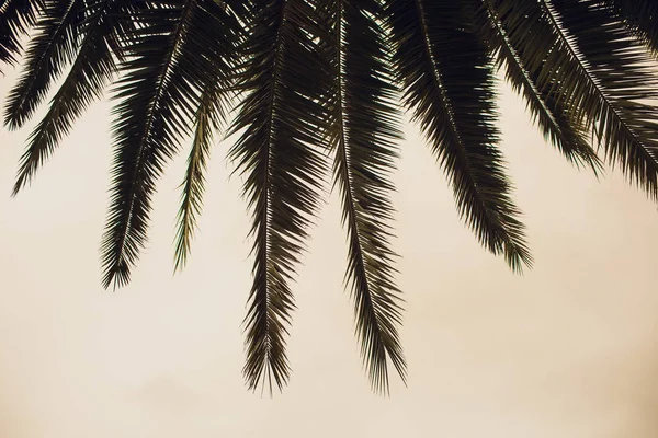 Cocotero en la costa tropical, hecho con tonos vintage, tonos cálidos. — Foto de Stock