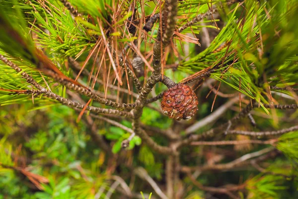 Musim panas di hutan pinus. Alam di sekitarnya , — Stok Foto