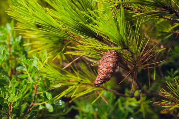 Musim panas di hutan pinus. Alam di sekitarnya , — Stok Foto