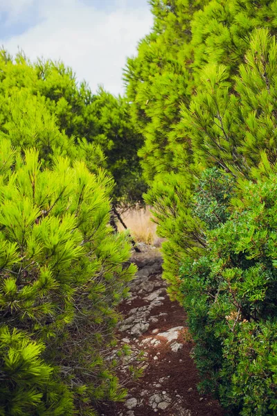 Verano en un bosque de pinos. Naturaleza en los alrededores , —  Fotos de Stock