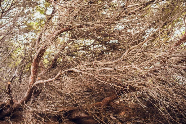 Bir ağacın mavi gökyüzü karşı çıplak dalları yakın çekim. — Stok fotoğraf