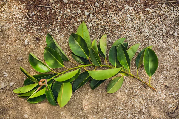 Rubber Plant Leaves cut off by people lying on the ground.