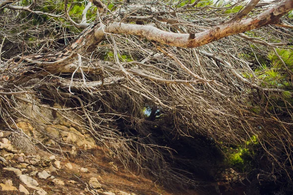 Las ramas desnudas del árbol contra el cielo azul se acercan . —  Fotos de Stock