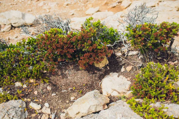 Terrain d'oiseaux assis sur la branche et mangeant des baies de Rowan . — Photo