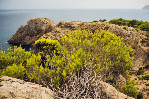 Plantes de sedum avec rosée poussant sur le toit d'une pierre . — Photo