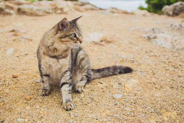 European Wild Cat Felis silvestris sitting on a rock. — Stock Photo, Image