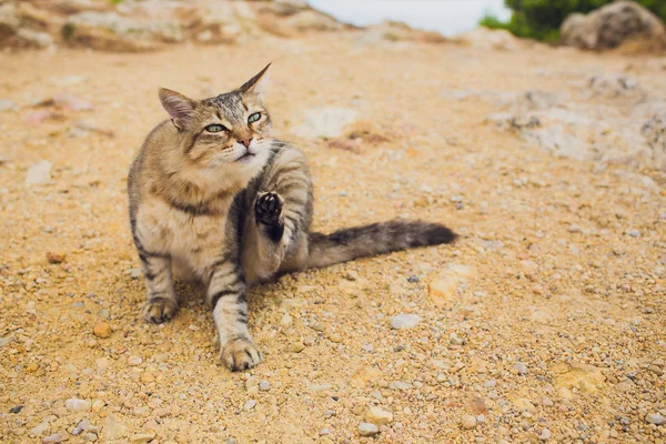 Europeu Wild Cat Felis silvestris sentado em uma rocha . — Fotografia de Stock