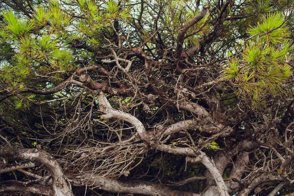 Çiğ bir taş çatı büyüyen bitkilerle bahçedeki. — Stok fotoğraf