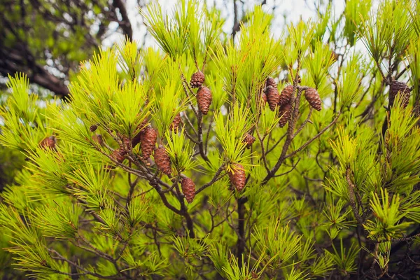 돌의 지붕에서 성장 하는 슬 sedum 식물. — 스톡 사진