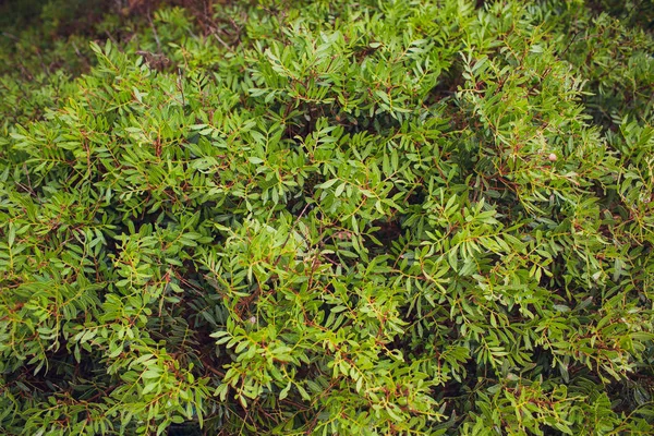 Piante di sedum con rugiada che cresce sul tetto di una pietra . — Foto Stock