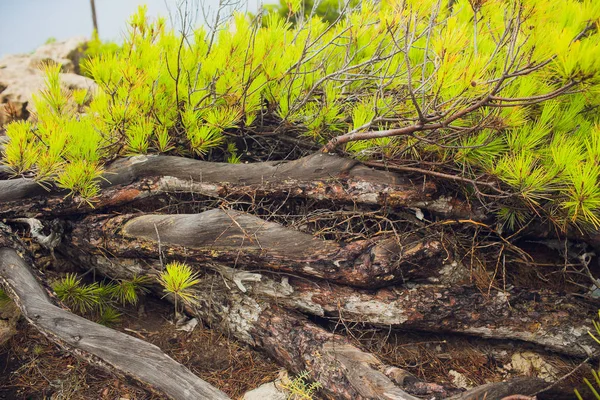 Sedum növények a harmat növekszik, a tető a kövek. — Stock Fotó