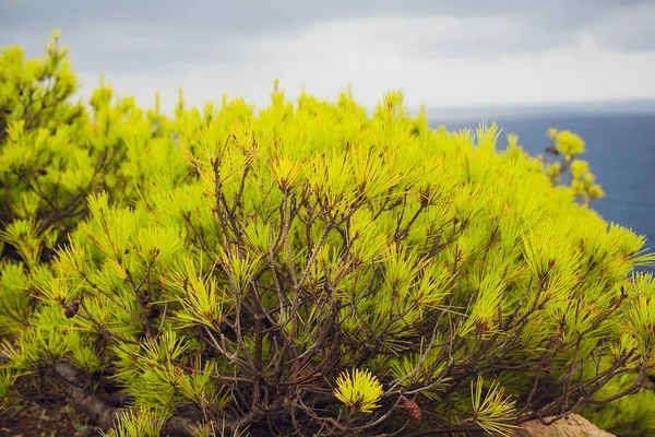 Sedum tanaman dengan embun tumbuh di atap batu . — Stok Foto