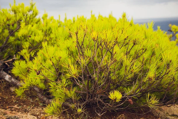 돌의 지붕에서 성장 하는 슬 sedum 식물. — 스톡 사진