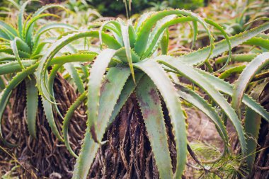 Olgun aloe yer eski Picton Kilisesi, Bunbury, Batı Avustralya yaz aylarında bulutlu bir sabahı büyüyen etli.