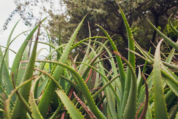 Suculenta aloe madura creciendo en los terrenos de la antigua iglesia Picton, Bunbury, Australia occidental en una mañana nublada en verano . —  Fotos de Stock