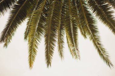 Tropikal sahilde hindistan cevizi ağacı, Vintage Tones, sıcak tonlardan yapılır..