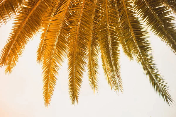 Cocotero en la costa tropical, hecho con tonos vintage, tonos cálidos. — Foto de Stock