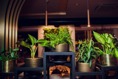 Görüntülenen pencere vintage renkte bir küçük bitki pot