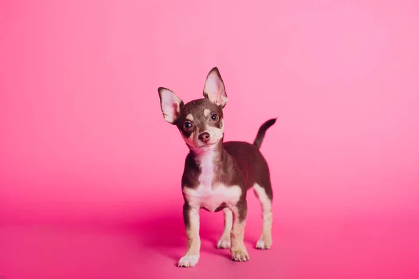 Симпатичная светло-коричневая собака чихуахуа, сидящая в розовой гостиной — стоковое фото