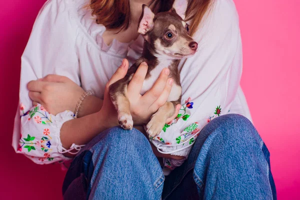 Niedliche hellbraune Chihuahua-Hündin sitzt in rosa Wohnzimmer Einstellung — Stockfoto