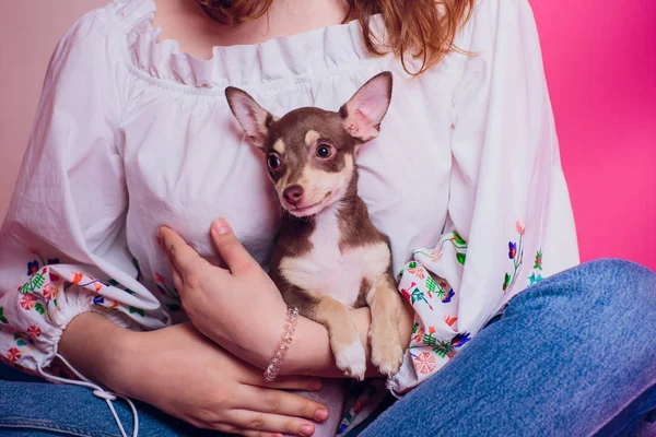 Cute light brown chihuahua dog sitting in pink living room setting — Stock Photo, Image