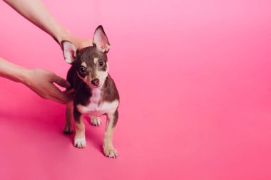 Pembe Salon ayarında oturan sevimli hafif kahverengi chihuahua köpek