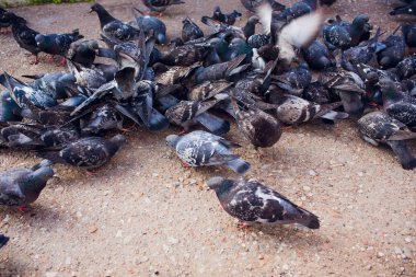 evsiz aç yabani güvercin çerezleri asfaltta gagalar. Gri kuş güvercin. Hayvanları koruma. Arka plan bulanık. Metni yerleştirmek.
