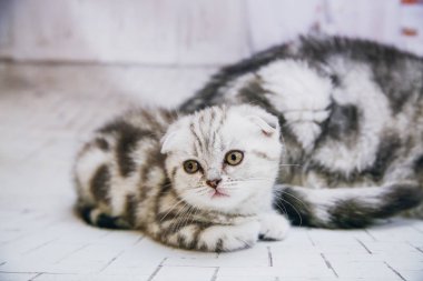 İzole beyaz arka planda gri lop-eared kedi. Portre kedi göz kamerayı kapatın