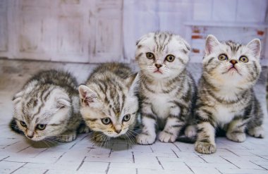 İzole beyaz arka planda gri lop-eared kedi. Portre kedi göz kamerayı kapatın