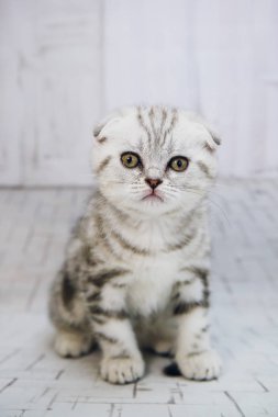 İzole beyaz arka planda gri lop-eared kedi. Portre kedi göz kamerayı kapatın