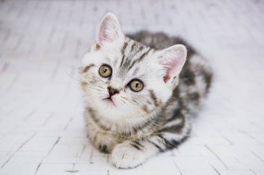 İzole beyaz arka planda gri lop-eared kedi. Portre kedi göz kamerayı kapatın