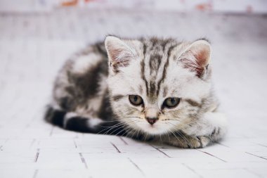 İzole beyaz arka planda gri lop-eared kedi. Portre kedi göz kamerayı kapatın