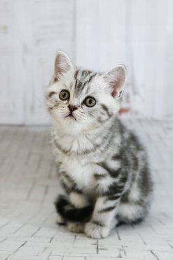 İzole beyaz arka planda gri lop-eared kedi. Portre kedi göz kamerayı kapatın