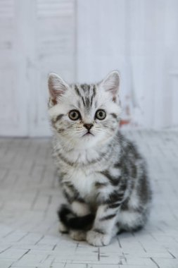 İzole beyaz arka planda gri lop-eared kedi. Portre kedi göz kamerayı kapatın