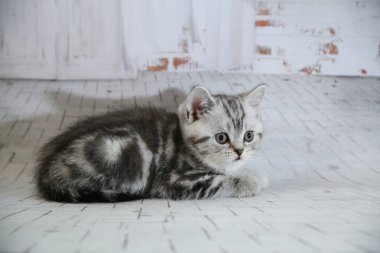 İzole beyaz arka planda gri lop-eared kedi. Portre kedi göz kamerayı kapatın